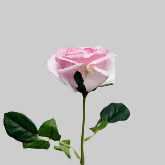 Single pink rose with green leaves on a light gray background