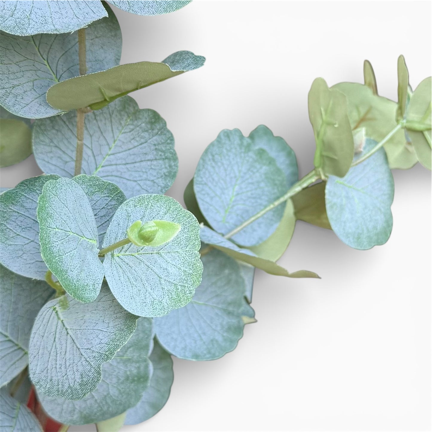 Close-up of eucalyptus leaves on a white background