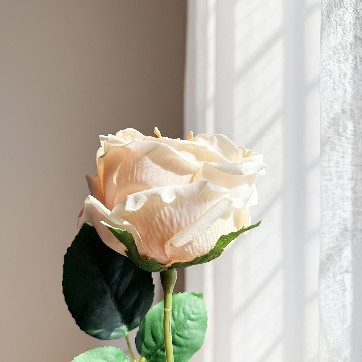 Single white rose with green leaves against a neutral background