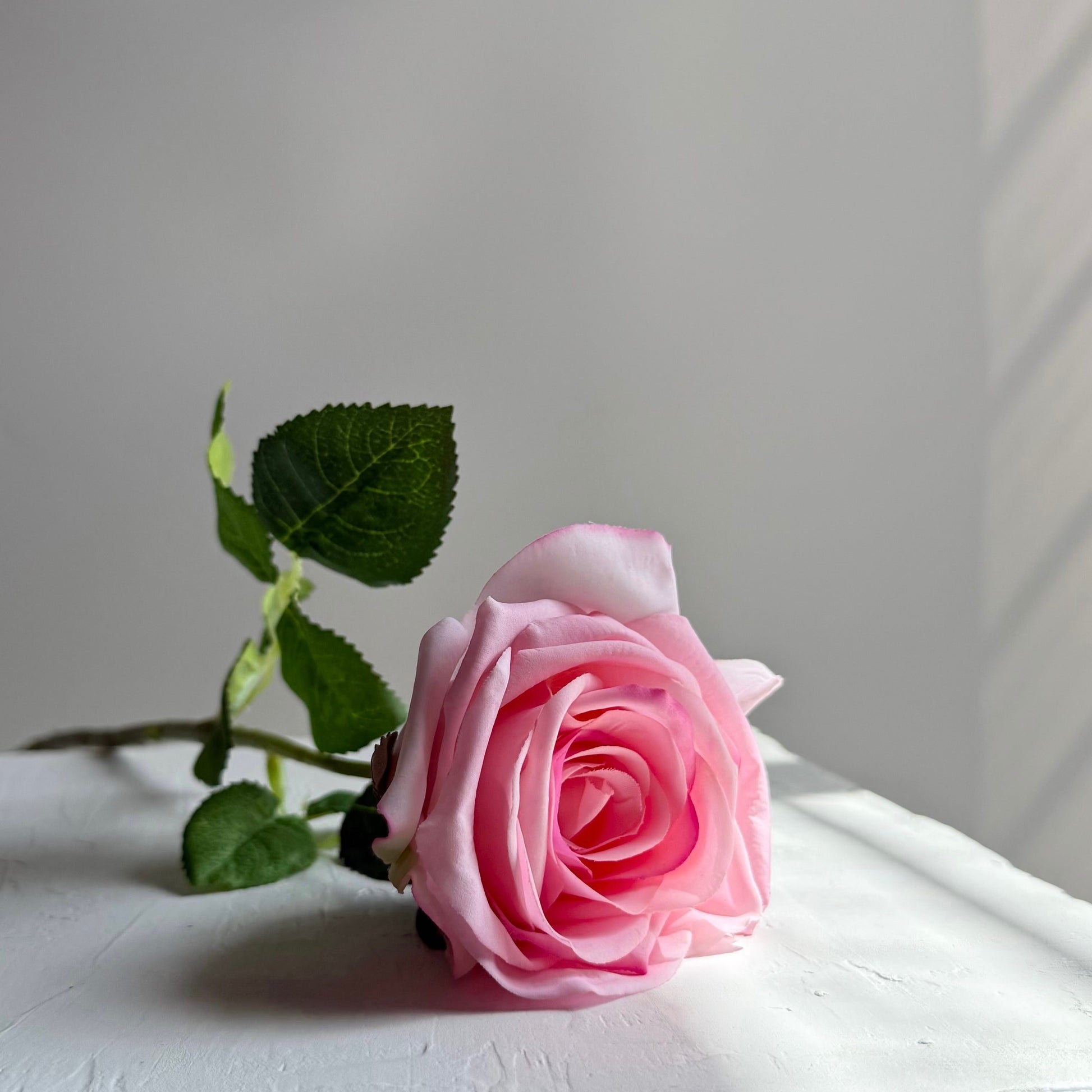 Pink rose with green leaves on a white surface