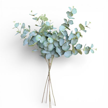 Bouquet of eucalyptus branches on a white background