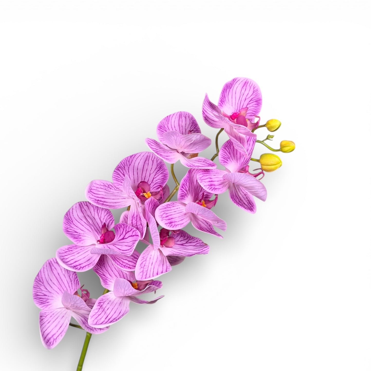 Purple orchid flowers on a white background