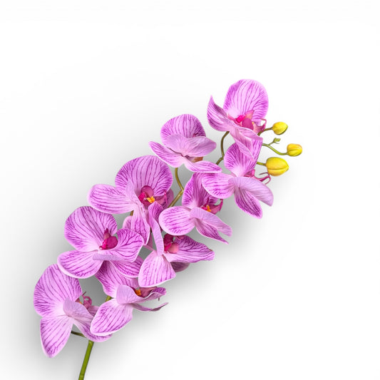 Purple orchid flowers on a white background