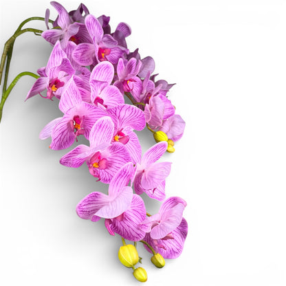 Pink orchids on a white background