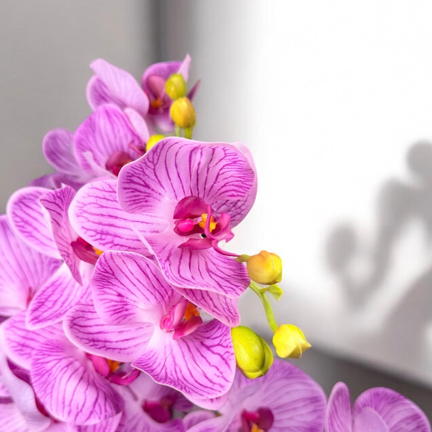 Close-up of pink orchids with yellow buds on a light background