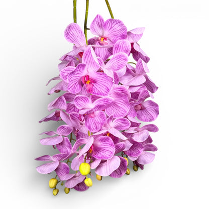 Purple orchid flower arrangement on a white background