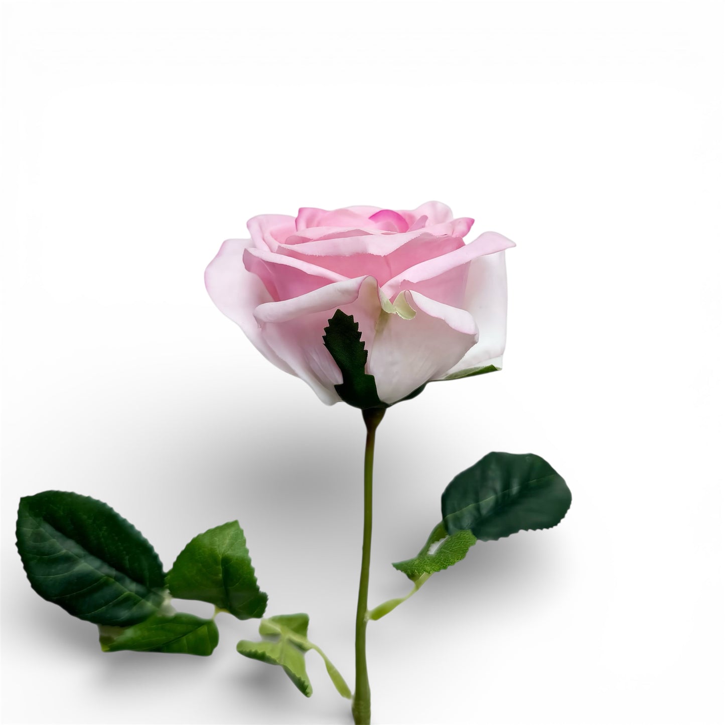 Pink rose with green leaves on a white background