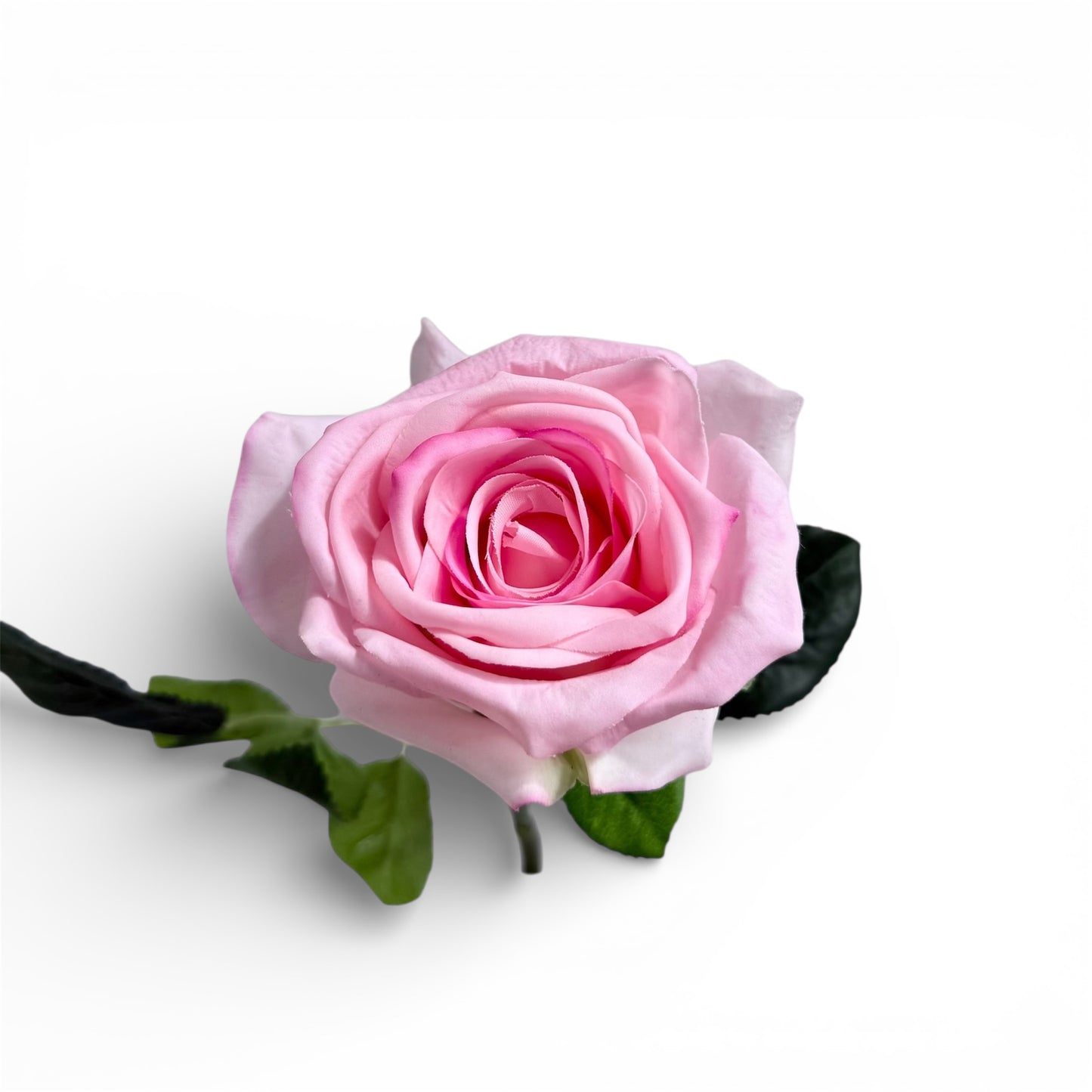 Pink rose with green leaves on a white background