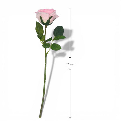 Pink rose with green leaves and measurement label on a white background