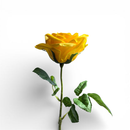 Yellow rose with green leaves on a white background