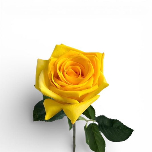 Yellow rose with green leaves on a white background