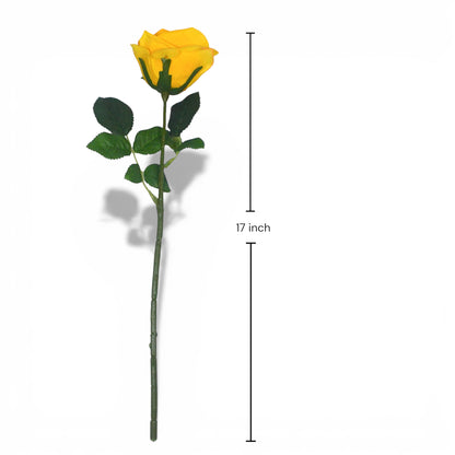 Yellow rose with green leaves and measurement label on a white background