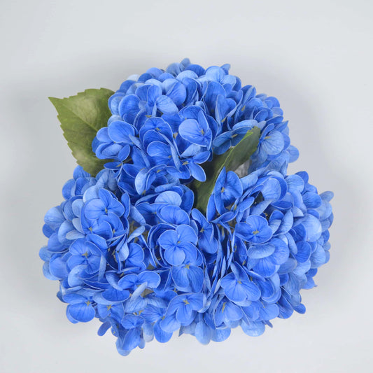 Blue hydrangea flower on a light gray background