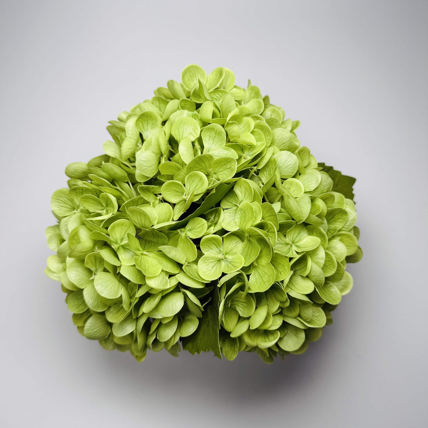 Green hydrangea flower ball on a gray background