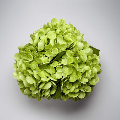 Green hydrangea flower ball on a gray background