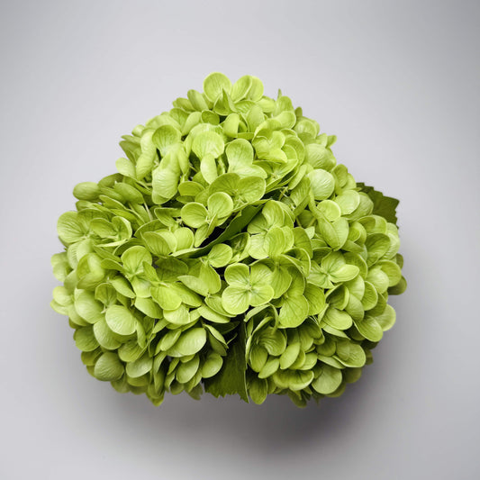Green hydrangea flower ball on a gray background