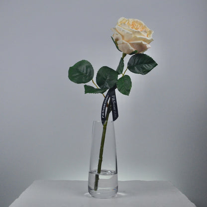 Single white rose in a clear vase on a gray background