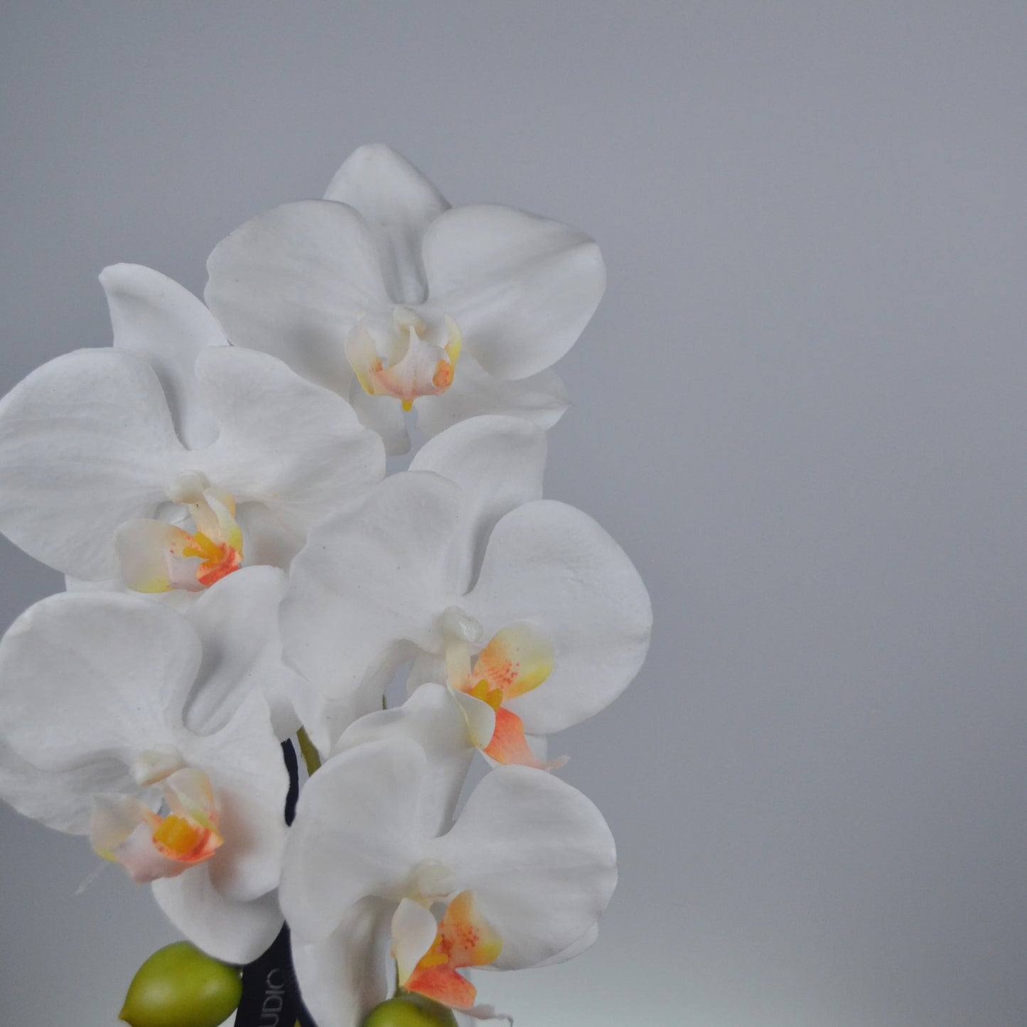 White orchids with a gray background