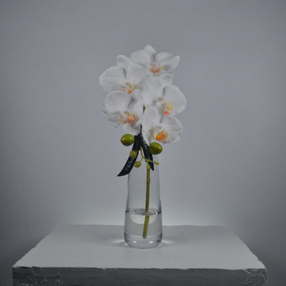 White orchids in a clear vase on a gray surface with a gray background