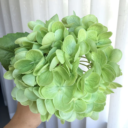 Bouquet of light green hydrangeas held against a white curtain background