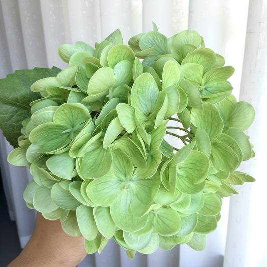 Bouquet of light green hydrangeas held against a white curtain background
