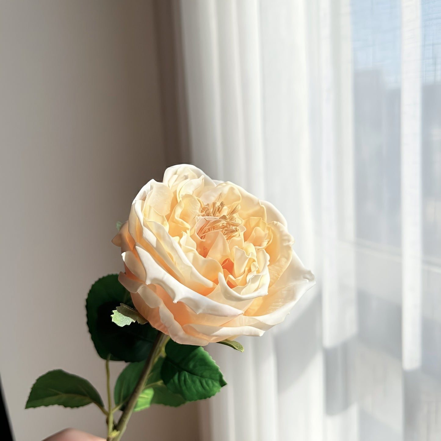Single peach-colored rose held against a light curtain background