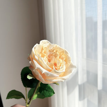 Single peach-colored rose held against a light curtain background