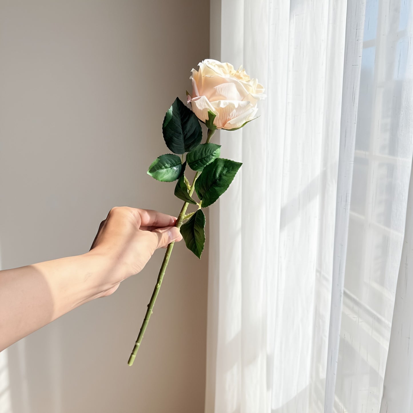 Hand holding a single peach-colored rose in front of a window with white curtains.