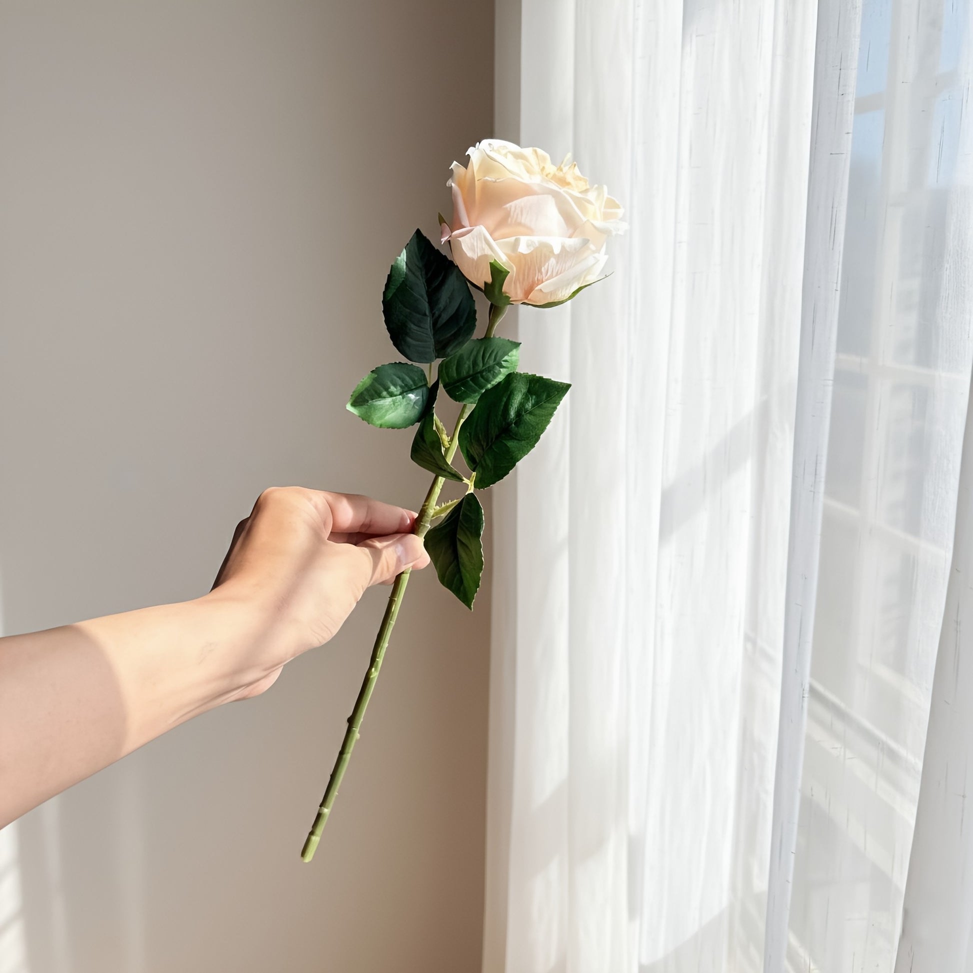 Hand holding a single peach-colored rose in front of a window with white curtains.
