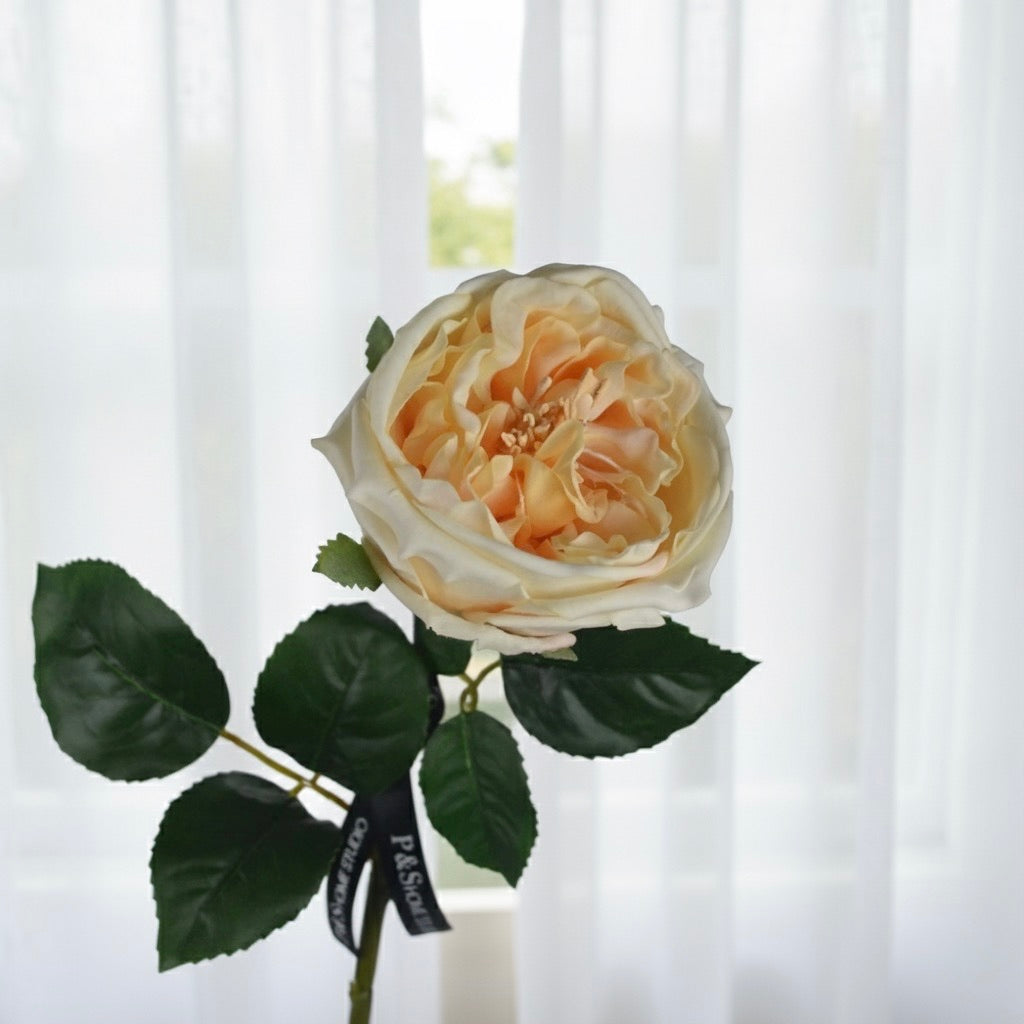 Single peach-colored rose with green leaves against a white curtain background