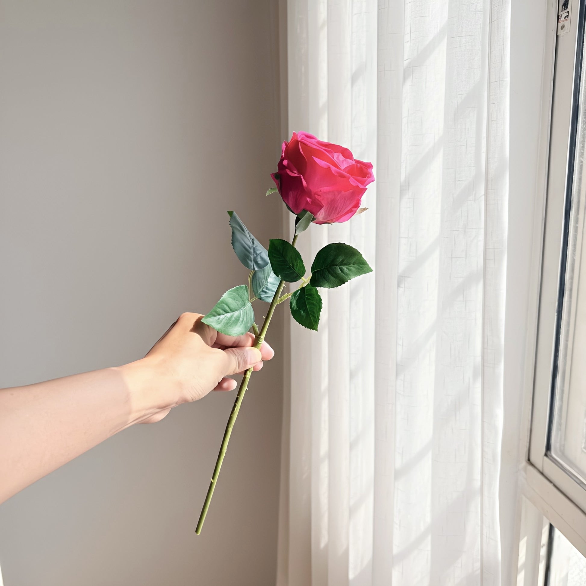 Hand holding a pink rose in front of a window with white curtains
