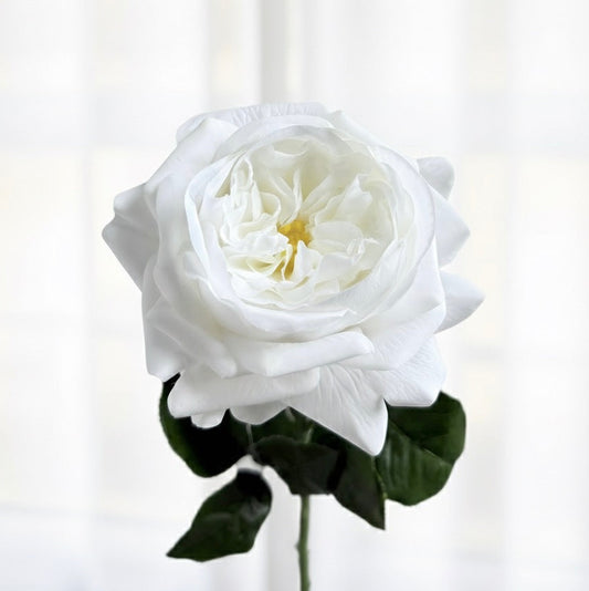 Ultra-Realistic White Cabbage Rose