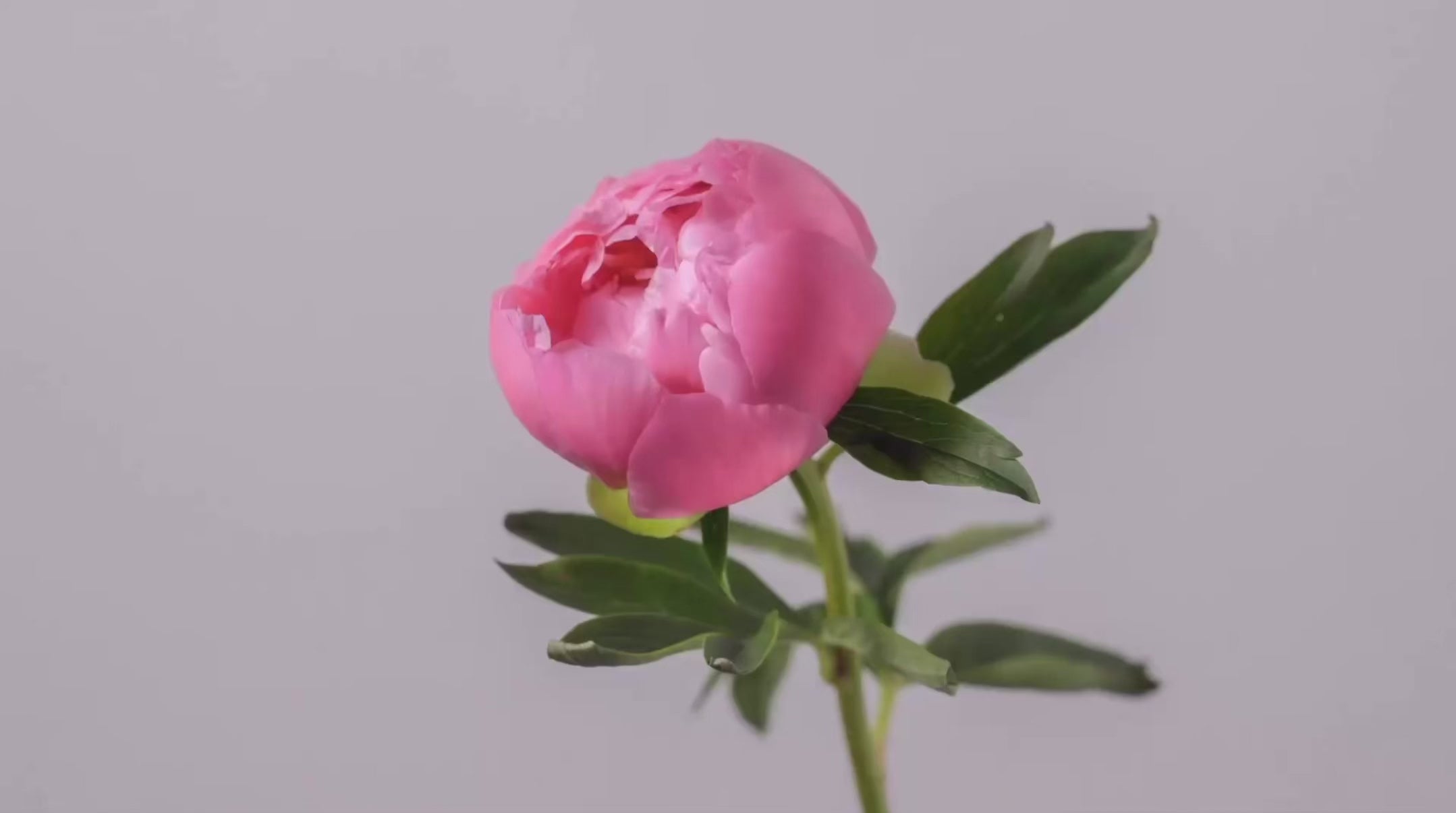 Load video: a flower blooming to remind to pause, breathe and cherish love